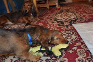 Jamnik d�ugow�osy